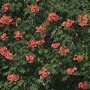 Campsis tagliabuana 'Madame Galen'